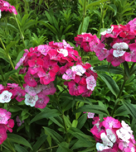 Sweet William